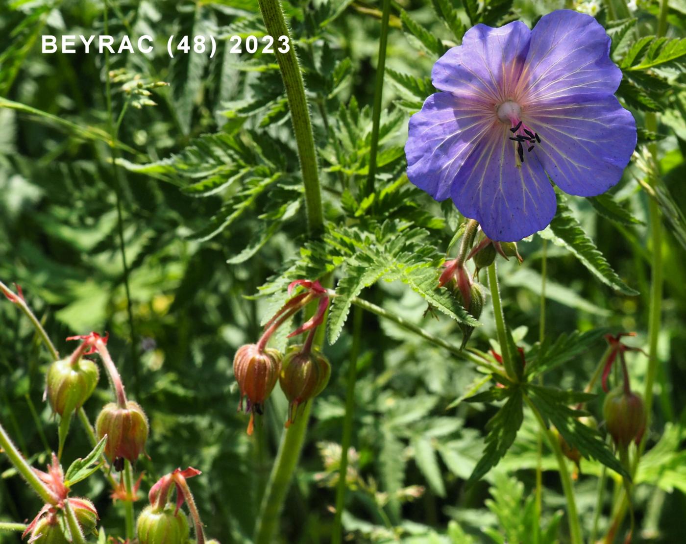 Cransebill, Meadow fruit